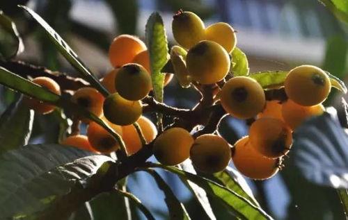 莆田最新爆料摘枇杷,最新爆料带你体验摘果乐趣”  第3张